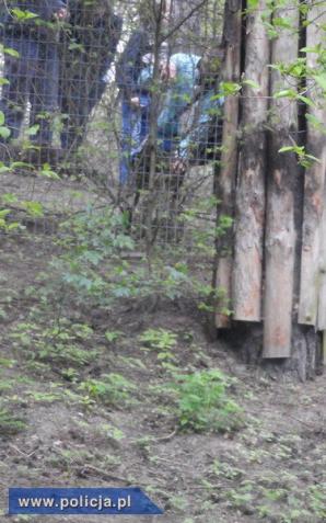 Dręczył tygrysa w poznańskim ZOO. Sam zgłosił się na policję