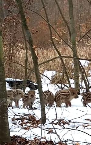 [VIDEO] - Masowy odstrzał dzików jest sprzeczny z kodeksem honorowym myśliwego. A zabijanie ciężarnych loch dla pieniędzy to barbarzyństwo - alarmuje Franciszek Jamniuk szef Koła Łowieckiego DZIK w Słońsku