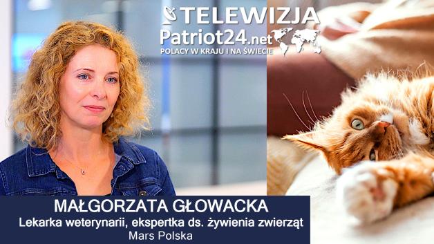 [VIDEO] Zaspokajanie potrzeb behawioralnych kota pomaga w budowaniu z nim pozytywnych relacji. Kluczem jest poznanie jego typu osobowości